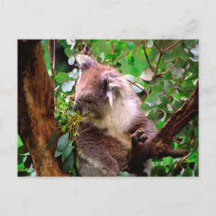 Koala Beer Briefkaart