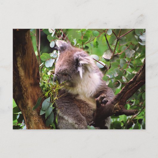 Koala Beer Briefkaart (Voorkant)