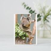Koala Beer Briefkaart (Staand voorkant)