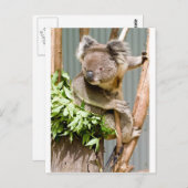 Koala Beer Briefkaart (Voorkant / Achterkant)