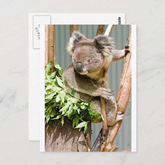 Koala Beer Briefkaart (Voorkant / Achterkant)