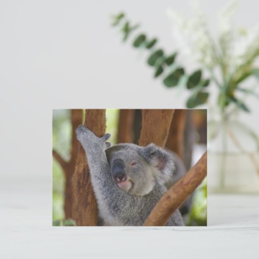 Koala Beer Briefkaart (Staand voorkant)