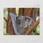 Koala Beer Briefkaart (Voorkant)