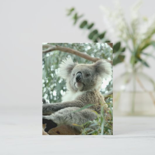 Koala Beer Briefkaart (Staand voorkant)