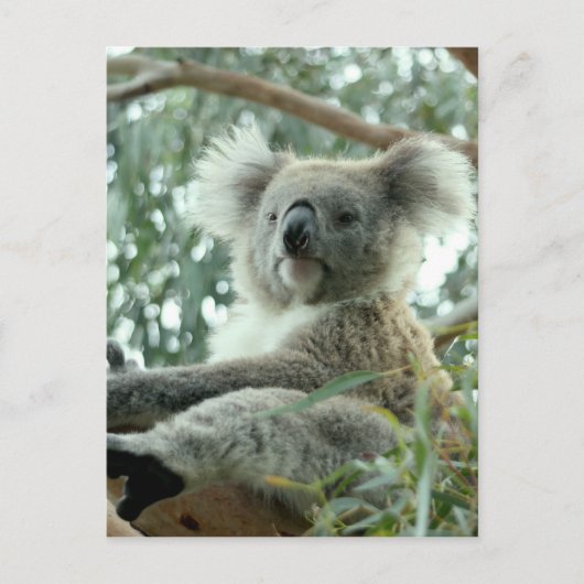 Koala Beer Briefkaart (Voorkant)