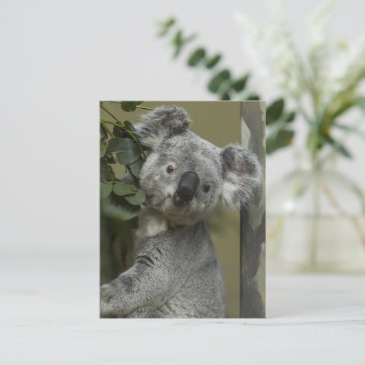 Koala Beer Briefkaart (Staand voorkant)