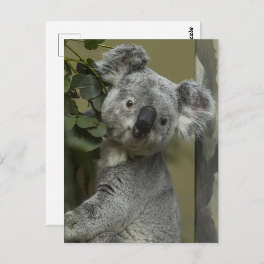 Koala Beer Briefkaart (Voorkant / Achterkant)