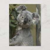 Koala Beer Briefkaart (Voorkant)