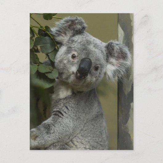 Koala Beer Briefkaart (Voorkant)