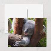 Koala Beer Briefkaart (Voorkant / Achterkant)