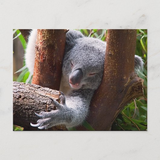 Koala Beer Briefkaart (Voorkant)