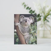 Koala Beer Briefkaart (Staand voorkant)