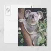 Koala Beer Briefkaart (Voorkant / Achterkant)
