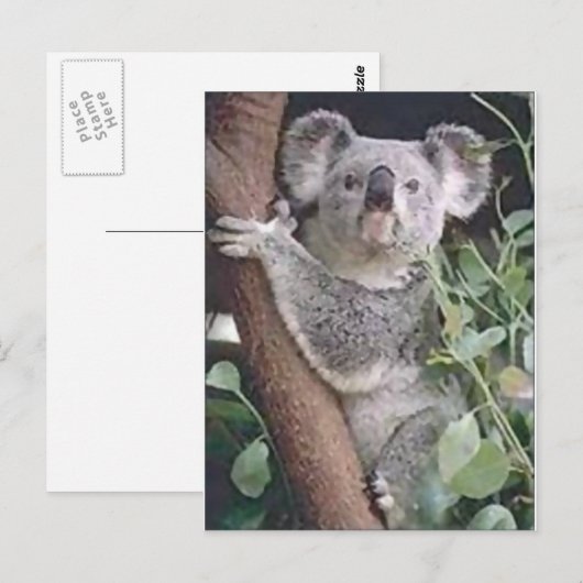 Koala Beer Briefkaart (Voorkant / Achterkant)