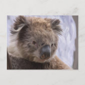 Koala Beer Briefkaart (Voorkant)