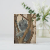 Koala Beer Briefkaart (Staand voorkant)