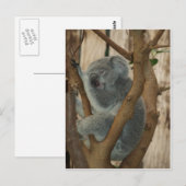 Koala Beer Briefkaart (Voorkant / Achterkant)