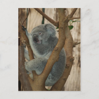 Koala Beer Briefkaart