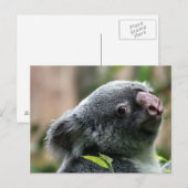 Koala Beer Briefkaart (Voorkant / Achterkant)