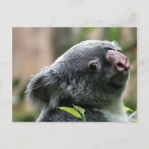 Koala Beer Briefkaart