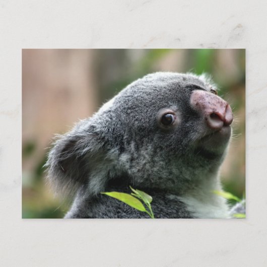 Koala Beer Briefkaart (Voorkant)