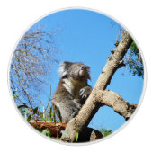 Koala Beer de zin van het leven, Keramische Knop (Voorkant)