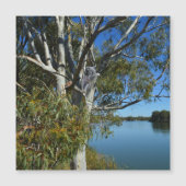 Koala-Beer die in de gomboom slapen, (Voorkant)