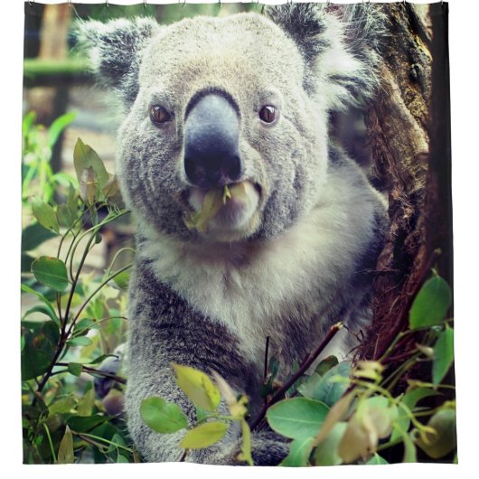 Koala Beer Douchegordijn (Voorkant)