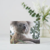Koala Beer Facts Briefkaart (Staand voorkant)