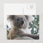 Koala Beer Facts Briefkaart (Voorkant / Achterkant)