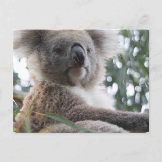 Koala Beer Facts Briefkaart (Voorkant)