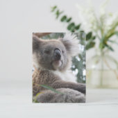 Koala Beer Facts Briefkaart (Staand voorkant)