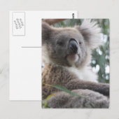 Koala Beer Facts Briefkaart (Voorkant / Achterkant)