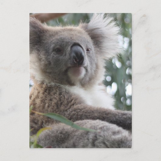 Koala Beer Facts Briefkaart (Voorkant)