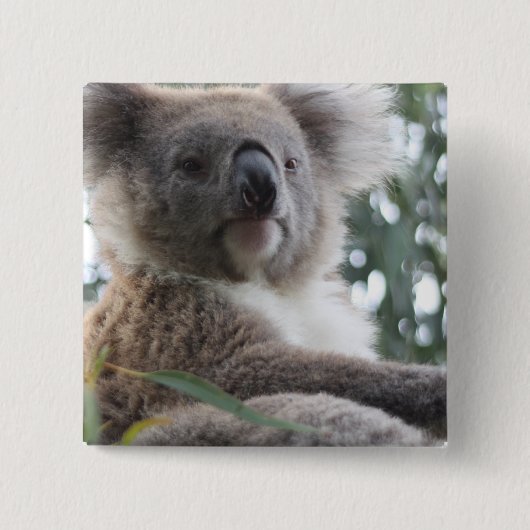 Koala Beer Facts Square Pin Vierkante Button 5,1 Cm (Voorkant)