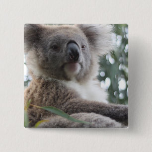 Koala Beer Facts Square Pin Vierkante Button 5,1 Cm