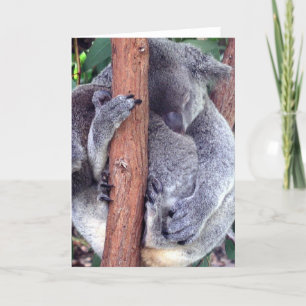 Koala Beer Family Wenskaarten Kaart