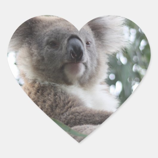 Koala Beer Feiten Stickers (Voorkant)