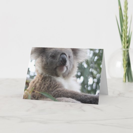 Koala Beer Feiten Wenskaarten Kaart (Voorkant)