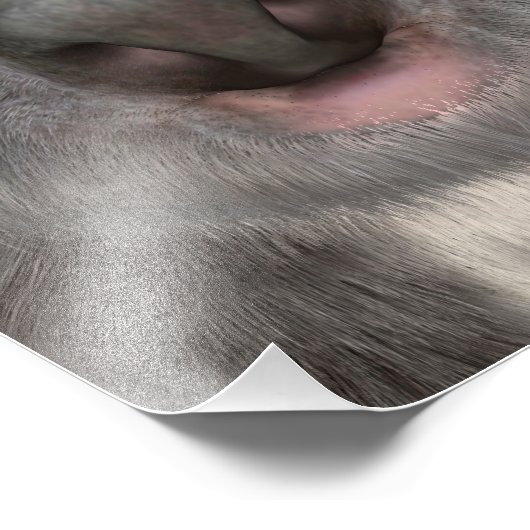 Koala Beer Foto Afdruk (Hoek)