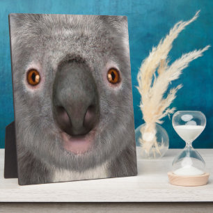 Koala beer fotoplaat