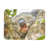 Koala Beer Gratitude Magneet (Horizontaal)