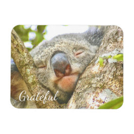 Koala Beer Gratitude Magneet