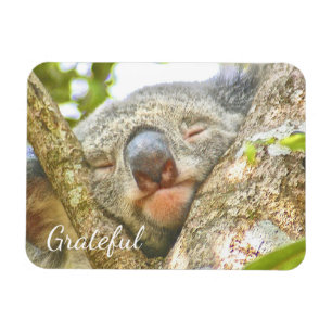 Koala Beer Gratitude Magneet