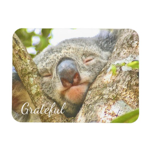 Koala Beer Gratitude Magneet (Horizontaal)