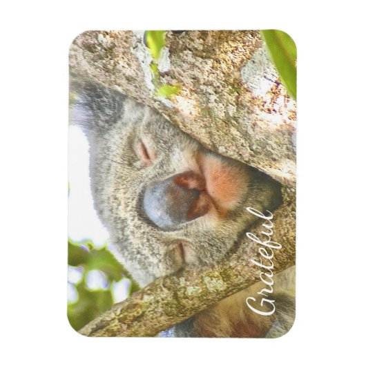Koala Beer Gratitude Magneet (Verticaal)