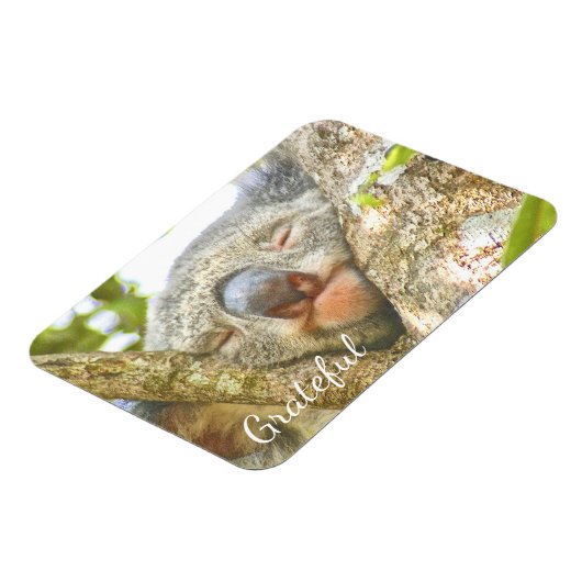 Koala Beer Gratitude Magneet (Linkerzijde)