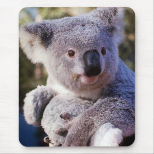 Koala Beer Holding A Koala Beer Muismat