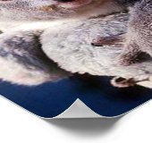 Koala Beer Houdt Een Koala Beer Vast Poster (Hoek)