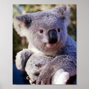 Koala Beer Houdt Een Koala Beer Vast Poster